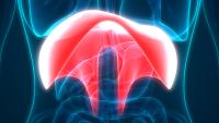 Anatomical image of the diaphragm